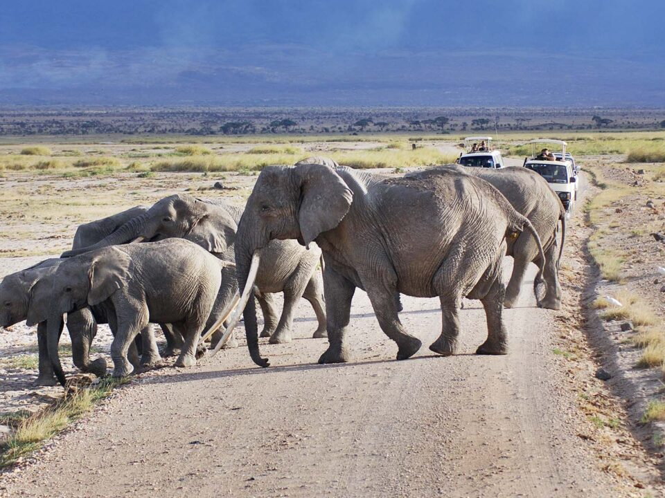 Elephants in Masai Mara - Masai Mara Camping Safaris for 3 days - How to Plan a Safari to Kenya?