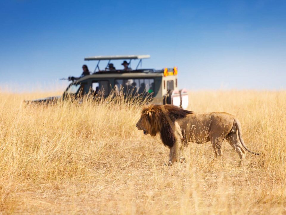 Best of East Africa Safari - Top Places to Experience Wildlife in Tanzania