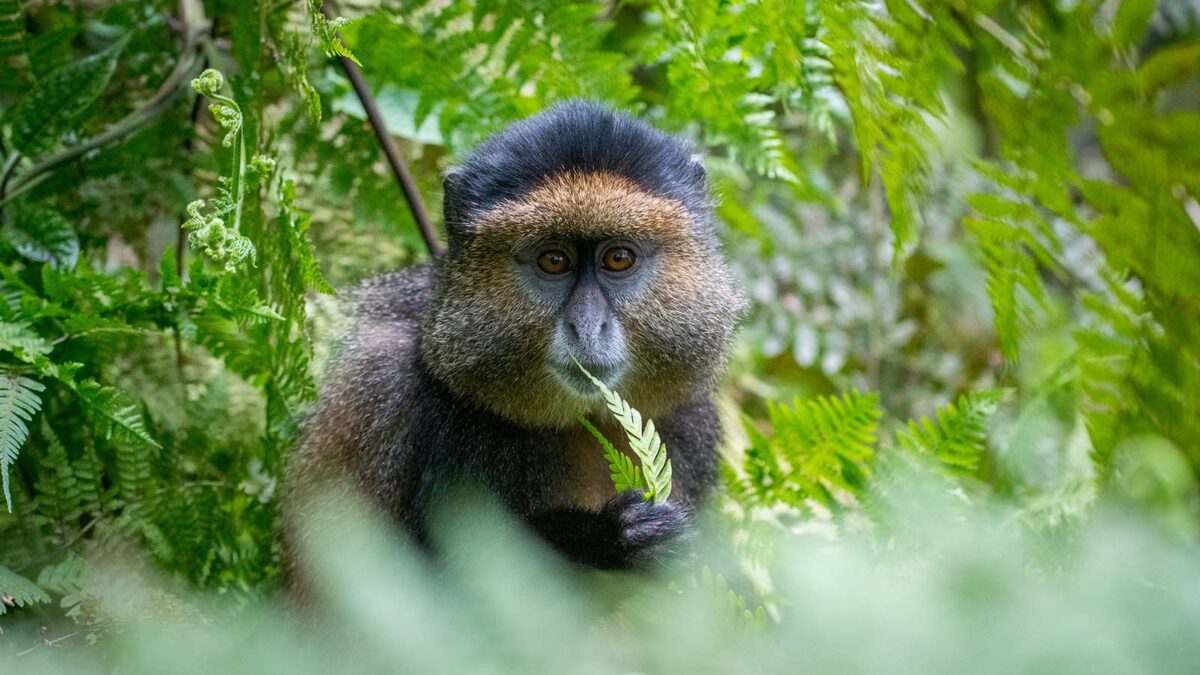 Golden Monkeys in Volcanoes National Park - Rwanda