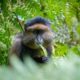 Golden Monkeys in Volcanoes National Park - Rwanda