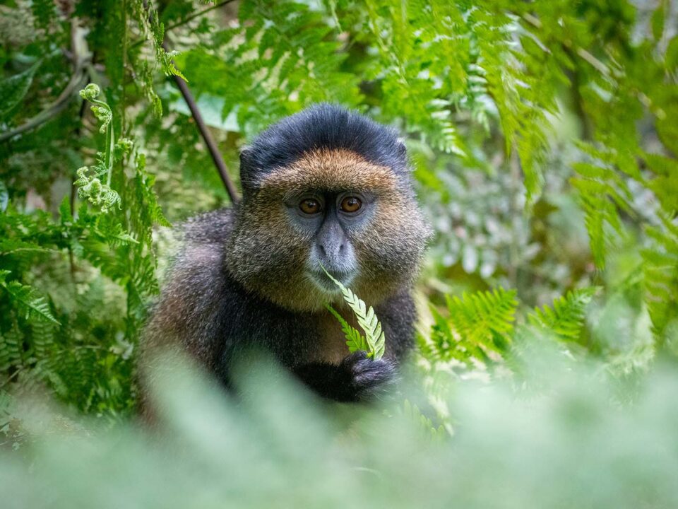 Golden Monkeys in Volcanoes National Park - Rwanda - Wildlife in Gishwati Mukura National Park - Best of Africa Primate Safaris - 5-Day Rwanda Gorilla, Golden Monkeys & Lake Kivu Safari