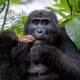 Gorilla Flying Safari - How many hours can one spend with Mountain Gorillas?