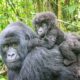 Gorillas in Dr. Congo