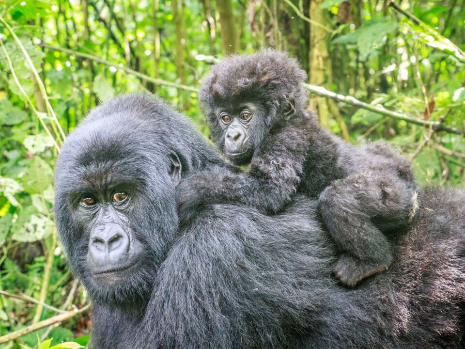 Gorillas in Dr. Congo