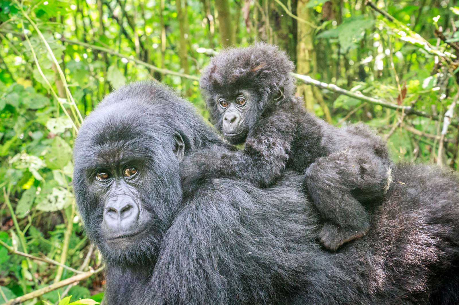 Gorillas in Dr. Congo