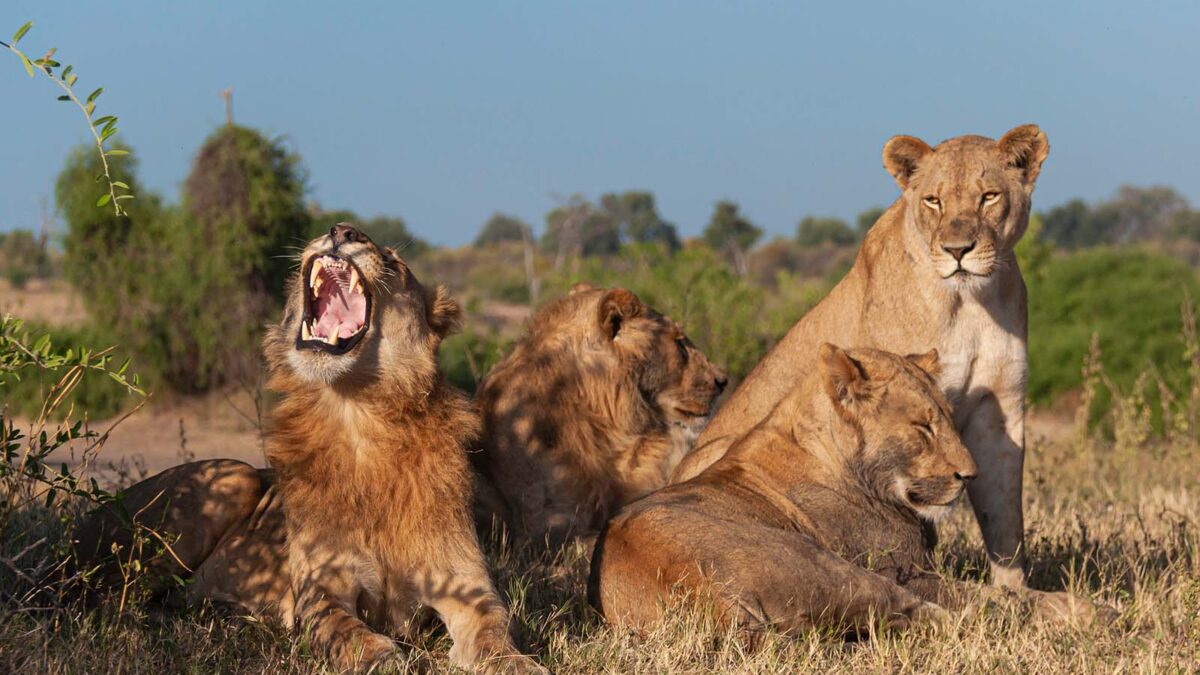 Queen Elizabeth Safari Uganda - Uganda Safaris - Game Drives in Pian Upe Wildlife Reserve