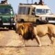Masai Mara Safari - What to Expect on Safari in the Masai Mara?