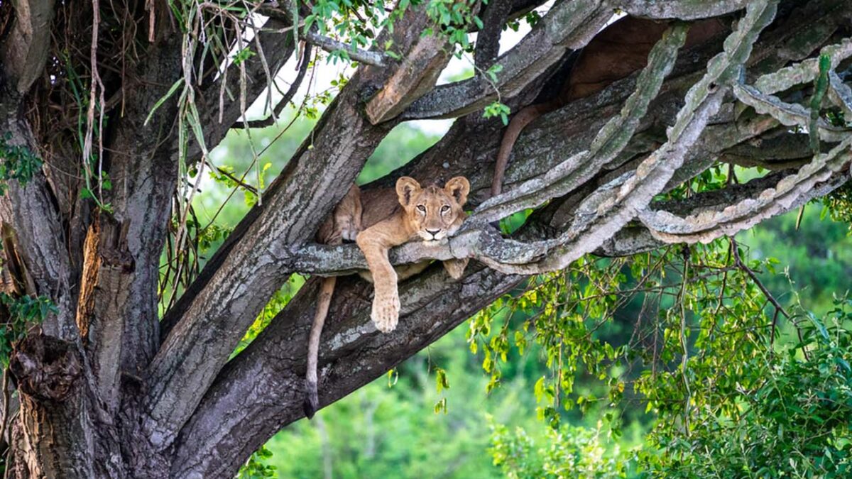 Queen Elizabeth Safari - lions - Uganda Safari in December