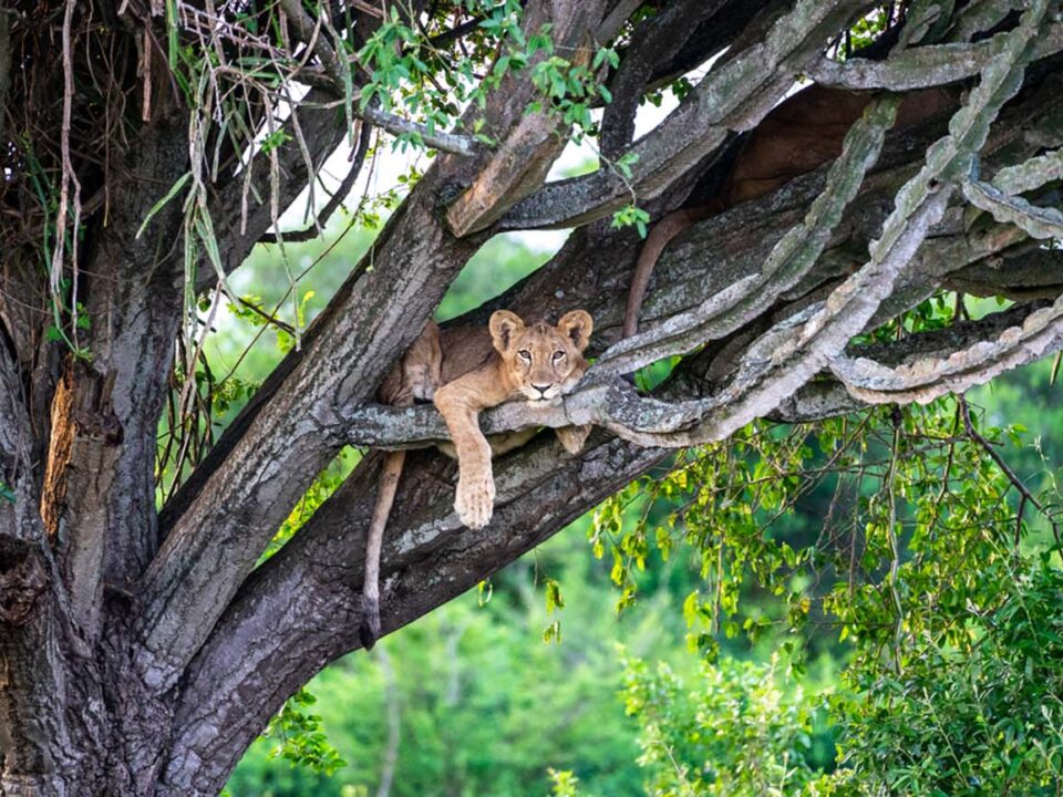 Queen Elizabeth Safari - lions - Uganda Safari in December