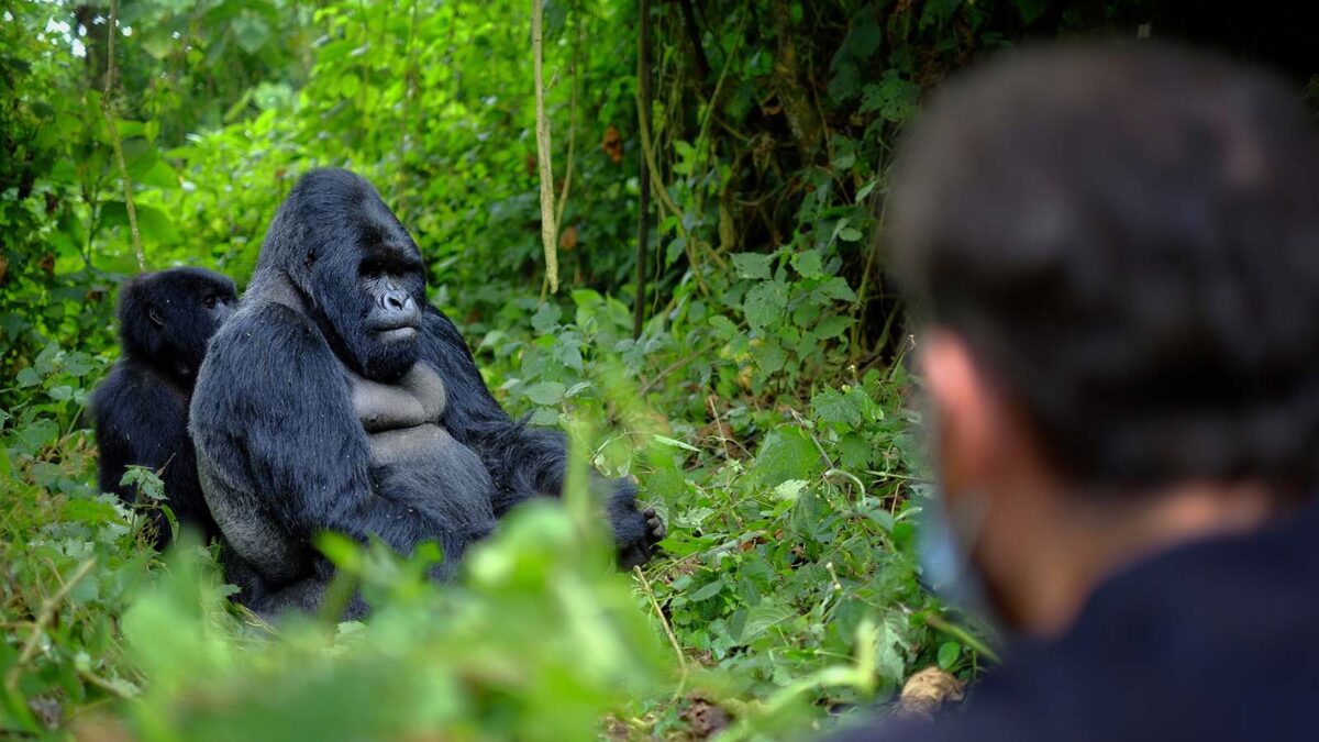 Rwanda Gorilla Tracking - Gorilla Filming