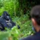Rwanda Gorilla Tracking - Gorilla Filming - Rwanda Gorilla Tracking Rules and Regulations - How to Buy Rwanda Gorilla Trekking Permits