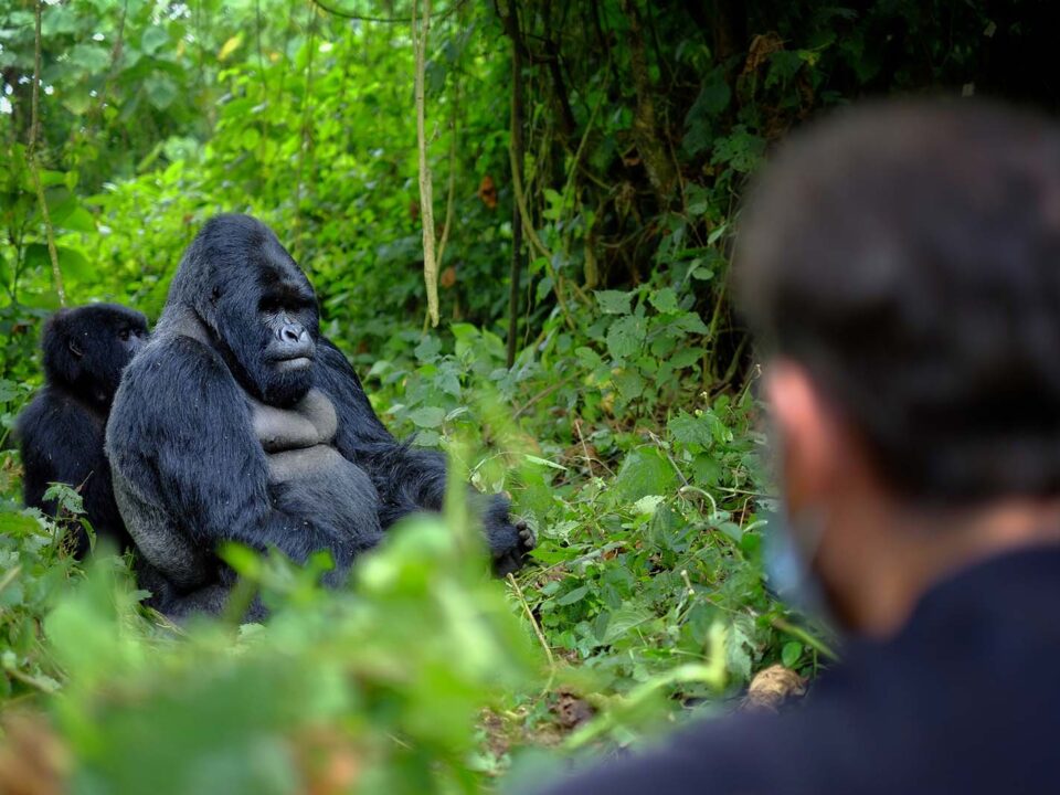 Rwanda Gorilla Tracking - Gorilla Filming