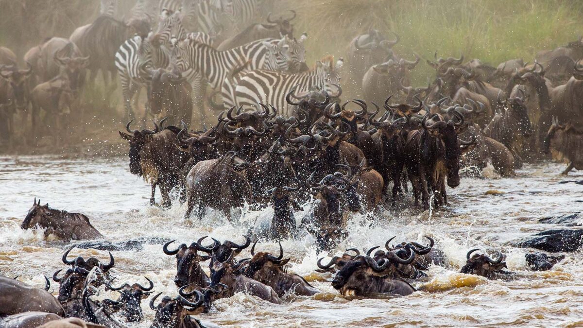 Wildebeests Great Migration - African Tour Operator from Australia