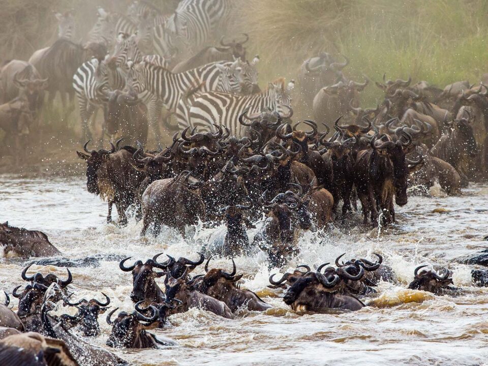 Wildebeests Great Migration - African Tour Operator from Australia