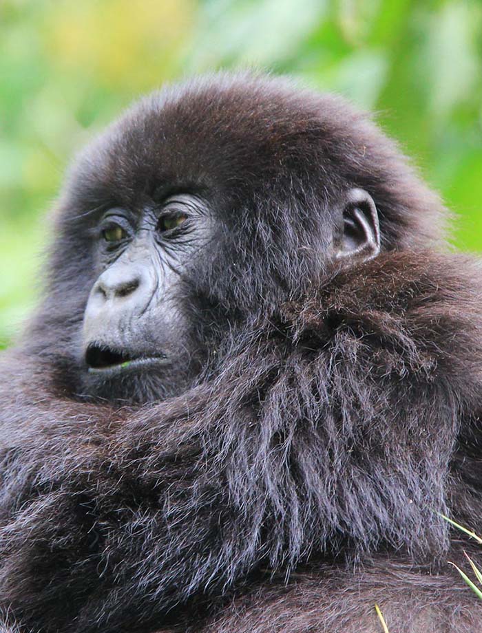 gorillas tanzania tours
