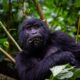 gorilla trekking in Uganda - Bwindi Gorilla Tracking from Lake Bunyonyi