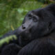 Gorillas in Bwindi Impenetrable National Park
