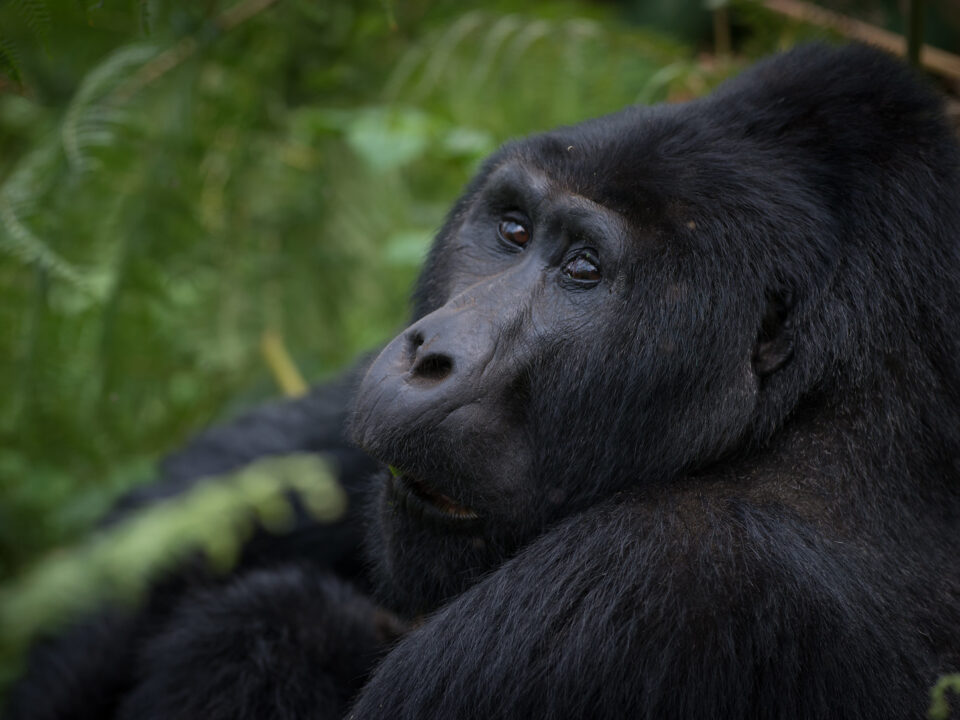 Gorillas in Bwindi Impenetrable National Park