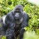 Gorillas in Uganda