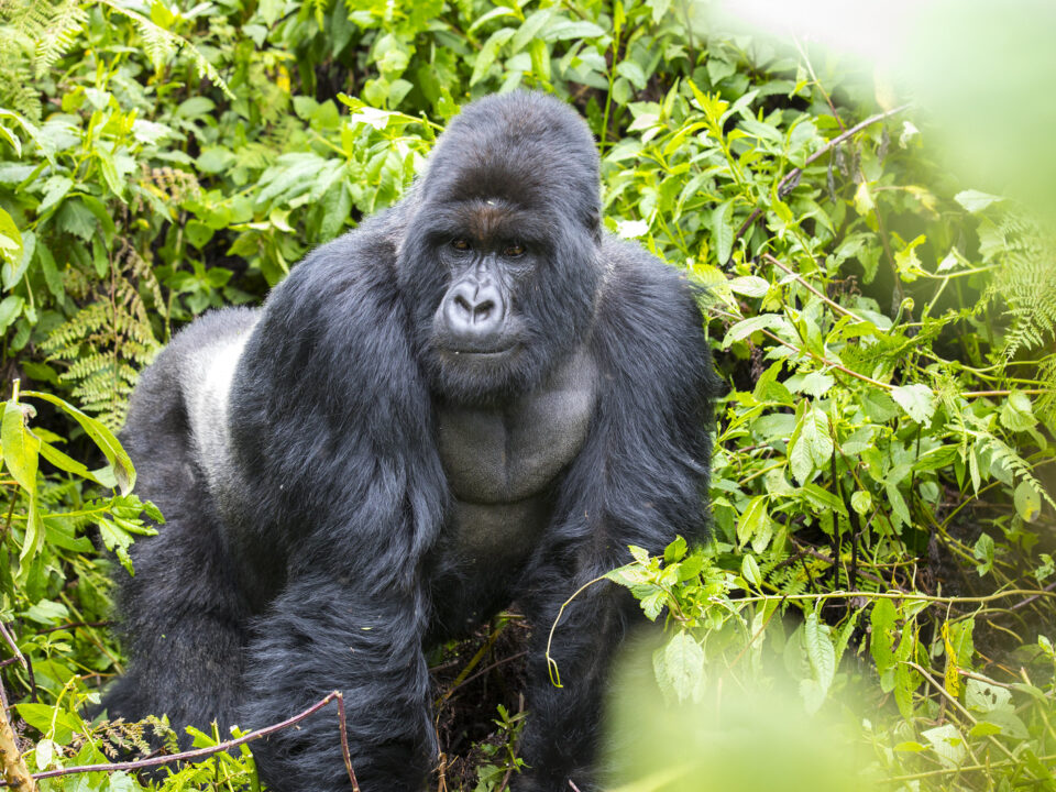 Gorillas in Uganda - Lowland Gorillas