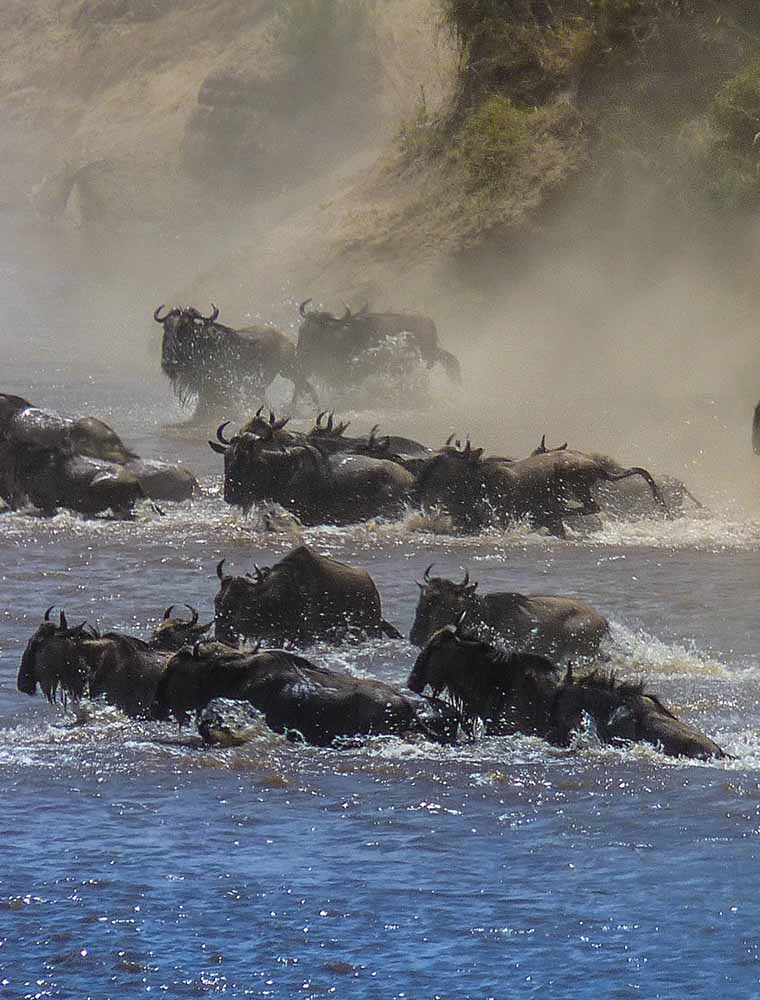 The Great Wildebeast Migration