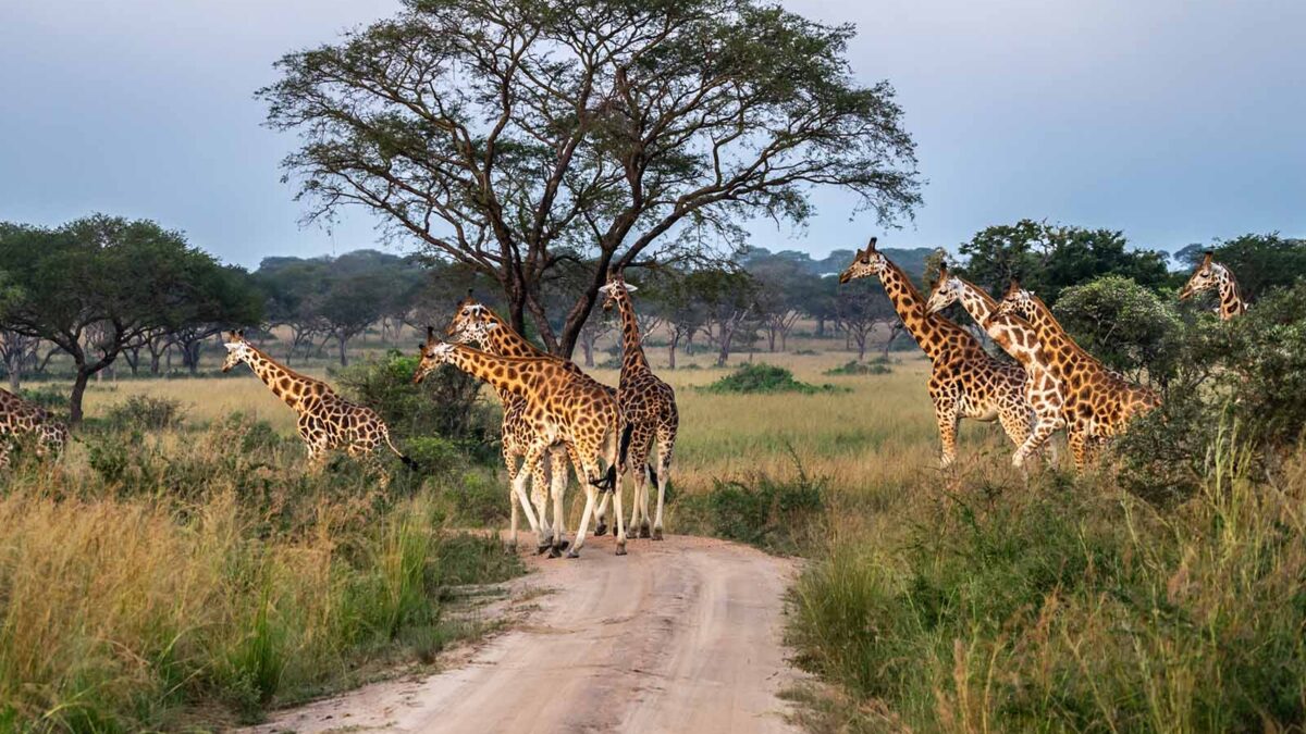 Kidepo Valley National Park - Uganda Safari Destinations - Uganda Gorilla Trek and Wildlife Safaris - How to book a Uganda Safari? - Best Safari Parks and Attractions in Uganda