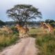 Kidepo Valley National Park - Uganda Safari Destinations - Uganda Gorilla Trek and Wildlife Safaris