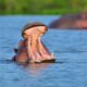 Lake Mburo National Park - Booking a Uganda Safari - Top Activities & Attractions in Lake Mburo National Park