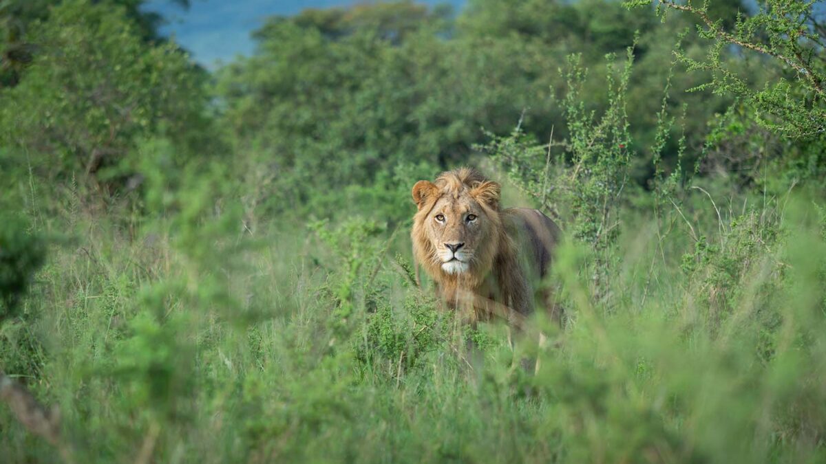 Lions in Akagera National Park - Rwanda Safari Activities - Best Time to Visit Akagera National Park - Rwanda Safari Discounts for Multiple Destination Visit