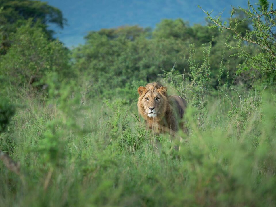 Lions in Akagera National Park - Rwanda Safari Activities - Best Time to Visit Akagera National Park