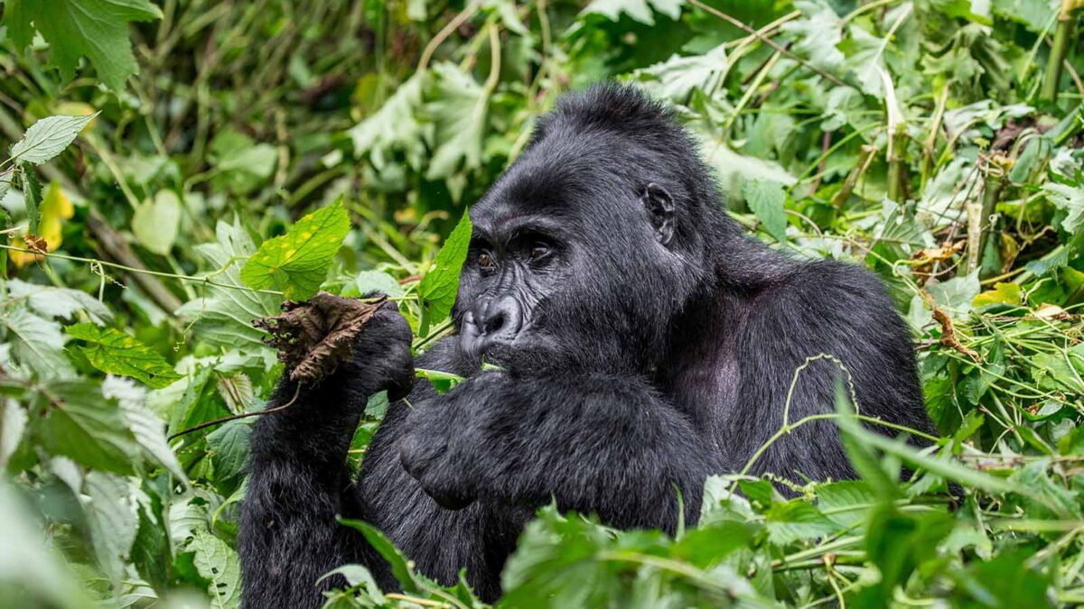 Mgahinga Gorilla National Park - Mountain Gorilla in Africa - Fly-in Mgahinga Gorilla Tracking Safaris - Gorilla Tracking in Mgahinga National Park - Uganda Safari in March