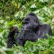 Mgahinga Gorilla National Park - Mountain Gorilla in Africa