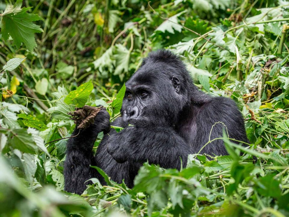 Mgahinga Gorilla National Park - Mountain Gorilla in Africa - Fly-in Mgahinga Gorilla Tracking Safaris - Gorilla Tracking in Mgahinga National Park - Uganda Safari in March