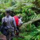 Nature Walks, Walking Safaris in Uganda - Walking Safaris from Buhoma to Nkuringo
