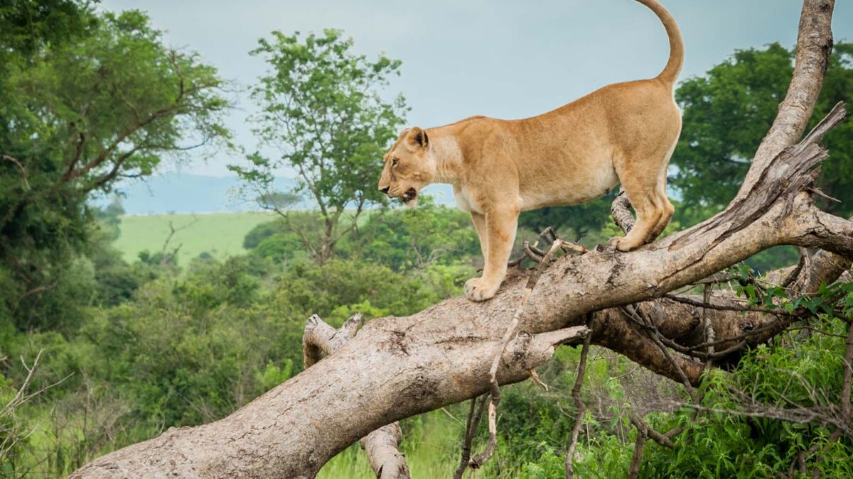 Queen ELizabeth National Park - Lions in Uganda