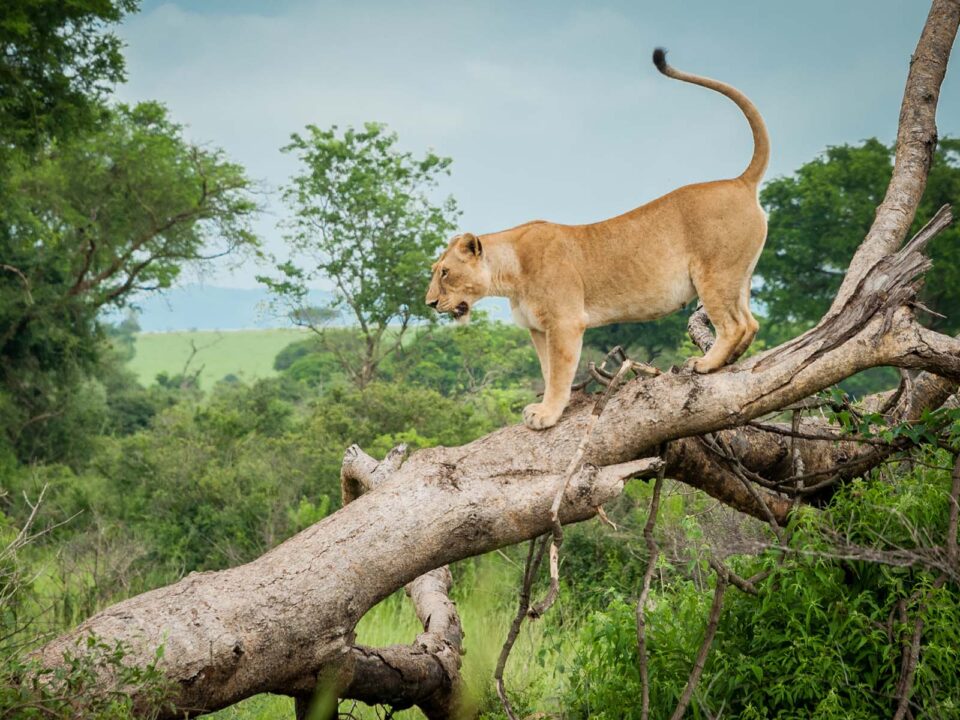 Queen ELizabeth National Park - Lions in Uganda - Ishasha Sector of Queen Elizabeth National Park - 7-Day Wildlife Safari, Gorilla & Chimpanzee Habituation Experience