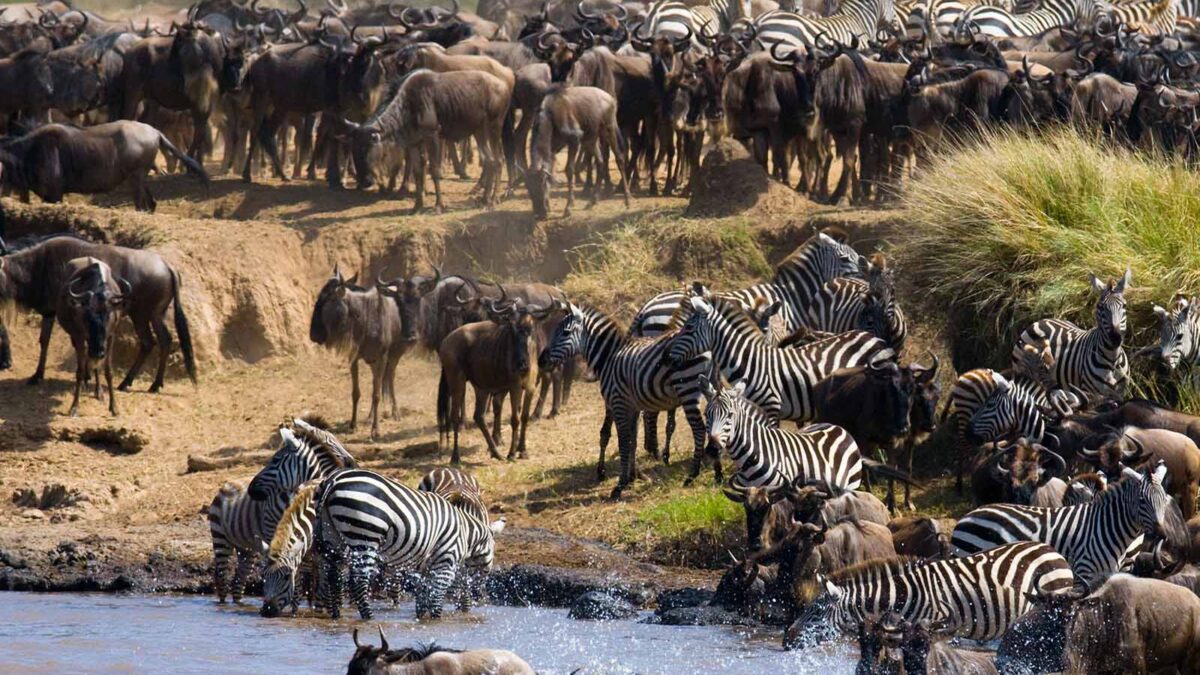 Serengeti National Park - Tanzania Safaris - Top Safari Attractions in East Africa