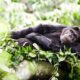 Chimpanzees In Nyungwe Rwanda