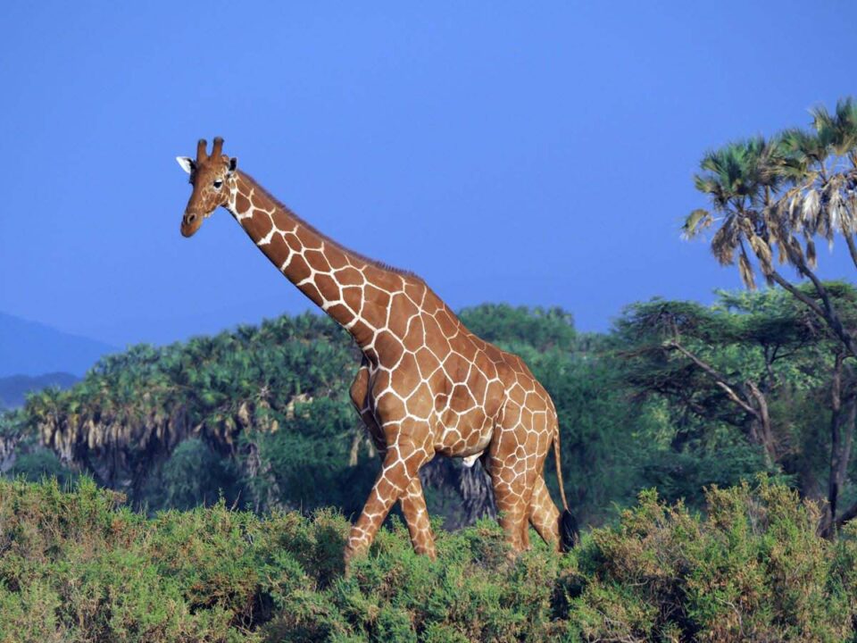 Samburu National Park - Where to See Wildlife in Kenya