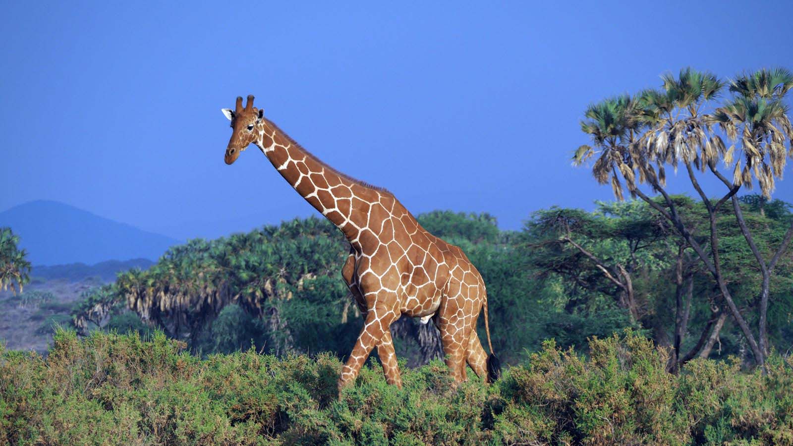Samburu National Park - Where to See Wildlife in Kenya