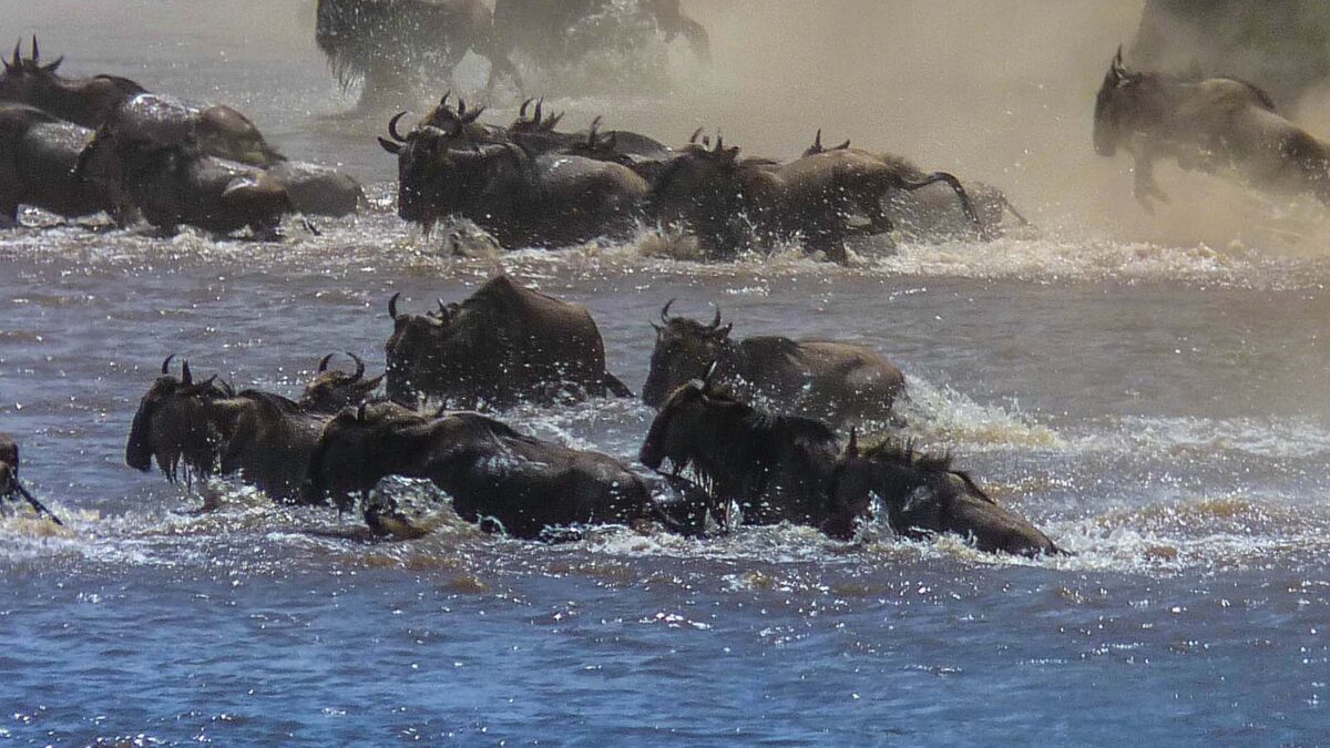 Great Wildebeast Migration - Safari in April wildebeest migration pattern - Planning a Great wildebeest migration safari in Africa