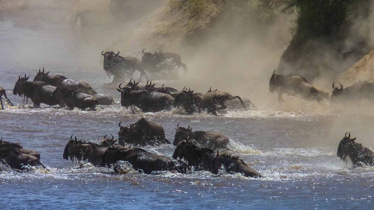 Great Wildebeast Migragtion - Camping Safaris to see Wildebeest Migration in Africa