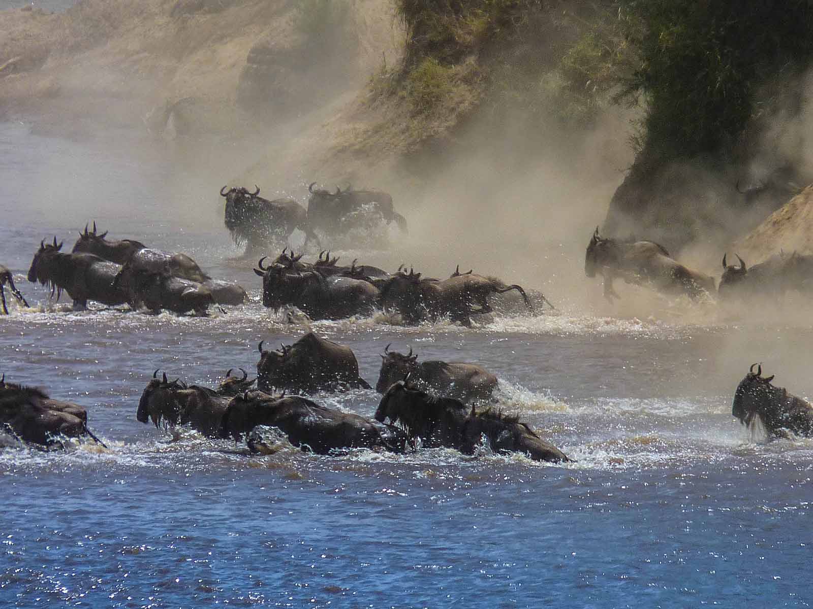 Great Wildebeast Migragtion - Camping Safaris to see Wildebeest Migration in Africa