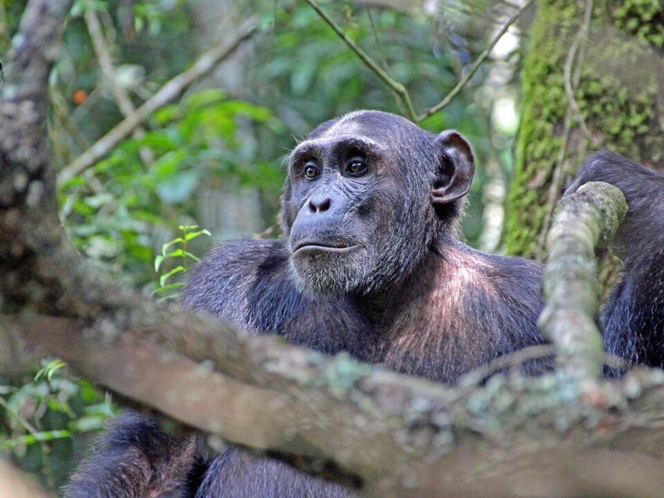 chimpanzee tracking - Kalinzu Forest Chimpanzee Permits