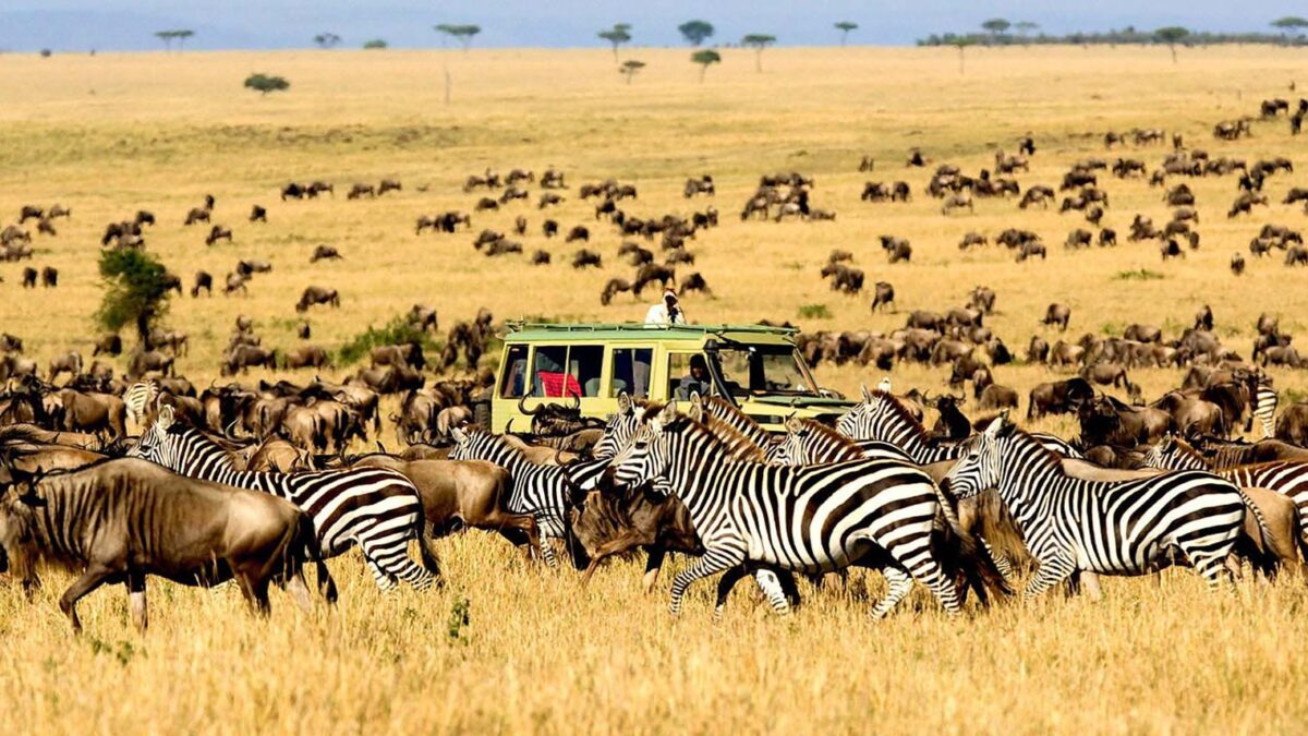 game drives in Serengeti national park - Safari in August Wildebeest Migration - Wildebeest Migration in East Africa - Ndutu Area Serengeti Tanzania