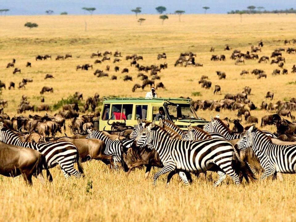 game drives in Serengeti national park - Safari in August Wildebeest Migration - Wildebeest Migration in East Africa - Ndutu Area in Serengeti Tanzania