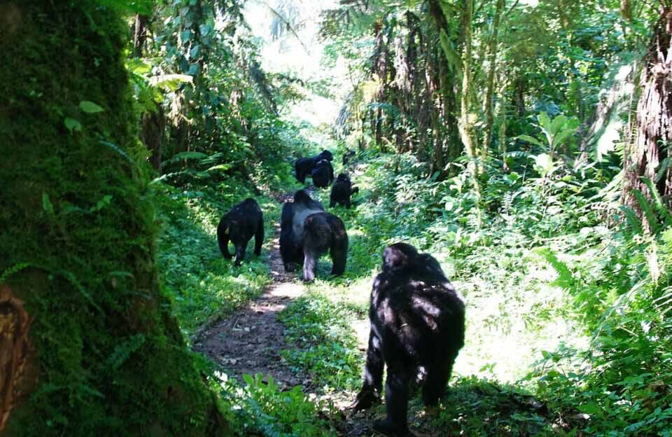 gorilla family in Bwindi Forest Park