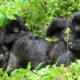 Gorilla Family in Bwindi Impenetrable National Park