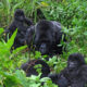 Gorilla Family in Bwindi Impenetrable National Park