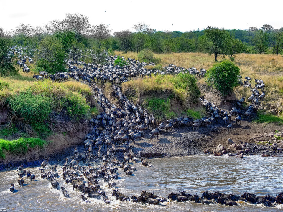 Great Wildebeest Migration - Budget Safaris to See Wildebeest Migration in Africa